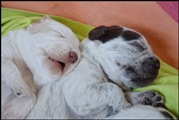 wye niemiecki, spinone italiano