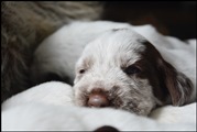 wye niemiecki, spinone italiano