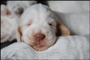 wye niemiecki, spinone italiano