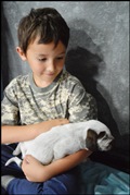 wye niemiecki, spinone italiano