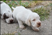 wye niemiecki, spinone italiano