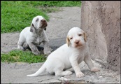 wye niemiecki, spinone italiano