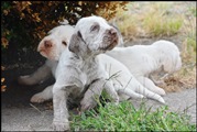 wye niemiecki, spinone italiano