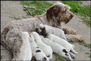 wye niemiecki, spinone italiano