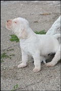 wye niemiecki, spinone italiano