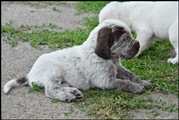 wye niemiecki, spinone italiano