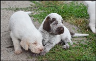wye niemiecki, spinone italiano