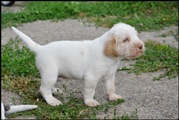 wye niemiecki, spinone italiano