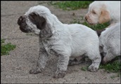 wye niemiecki, spinone italiano