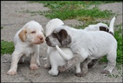 wye niemiecki, spinone italiano