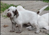 wye niemiecki, spinone italiano