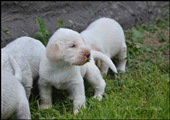 wye niemiecki, spinone italiano