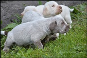 wye niemiecki, spinone italiano