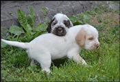 wye niemiecki, spinone italiano