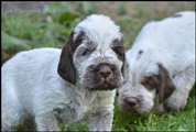 wye niemiecki, spinone italiano