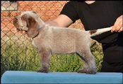 wye niemiecki, spinone italiano