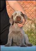 wye niemiecki, spinone italiano