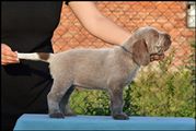 wye niemiecki, spinone italiano