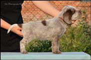 wye niemiecki, spinone italiano