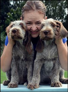 wye niemiecki, spinone italiano