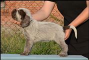 wye niemiecki, spinone italiano