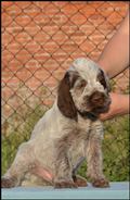 wye niemiecki, spinone italiano