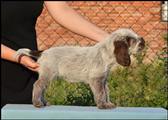 wye niemiecki, spinone italiano
