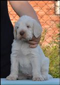 wye niemiecki, spinone italiano