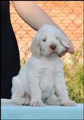 wye niemiecki, spinone italiano