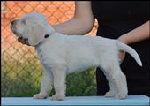wye niemiecki, spinone italiano