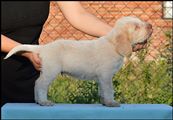 wye niemiecki, spinone italiano