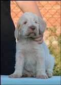 wye niemiecki, spinone italiano