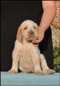 wye niemiecki, spinone italiano