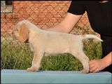wye niemiecki, spinone italiano
