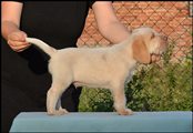 wye niemiecki, spinone italiano