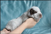wye niemiecki, spinone italiano