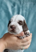 wye niemiecki, spinone italiano