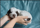 wye niemiecki, spinone italiano