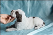 wye niemiecki, spinone italiano