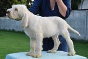 wye niemiecki, spinone italiano