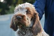 wye niemiecki, spinone italiano