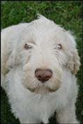wye niemiecki, spinone italiano