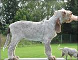 wye niemiecki, spinone italiano