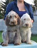 wye niemiecki, spinone italiano