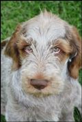 wye niemiecki, spinone italiano