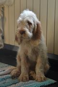 wye niemiecki, spinone italiano