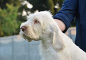 wye niemiecki, spinone italiano