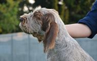 wye niemiecki, spinone italiano
