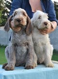 wye niemiecki, spinone italiano