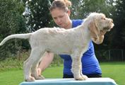 wye niemiecki, spinone italiano